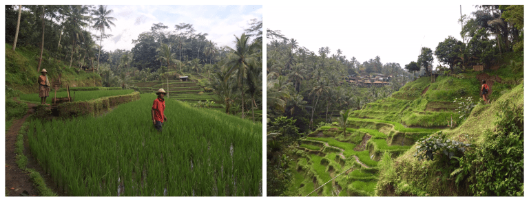 rice-paddies-ubud-christie-lee-2016