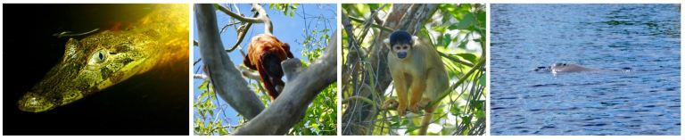 Pampas Animals - 2017 Christie Lee