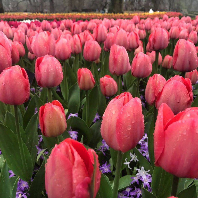 Netherland Tulips - 2018 Christie Lee